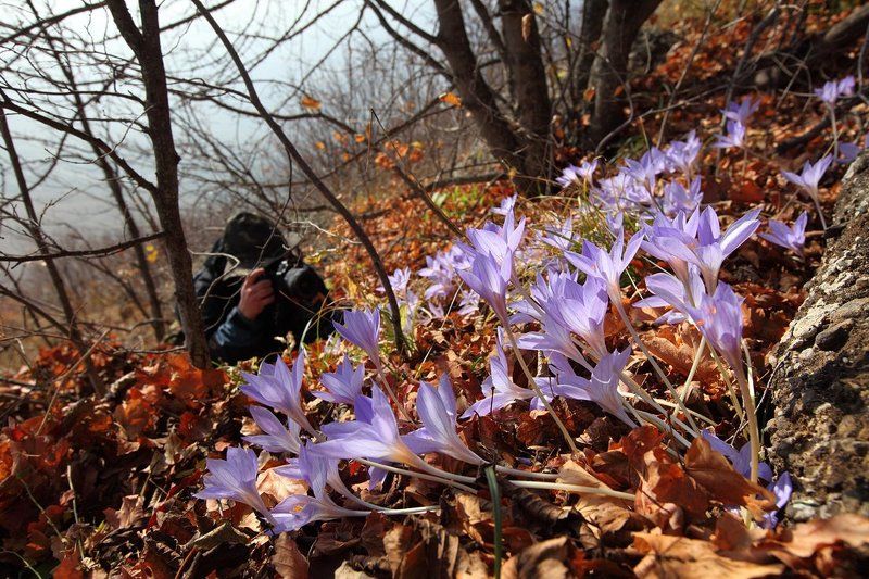 крым, крокус, осень Охота на крокусов фото превью