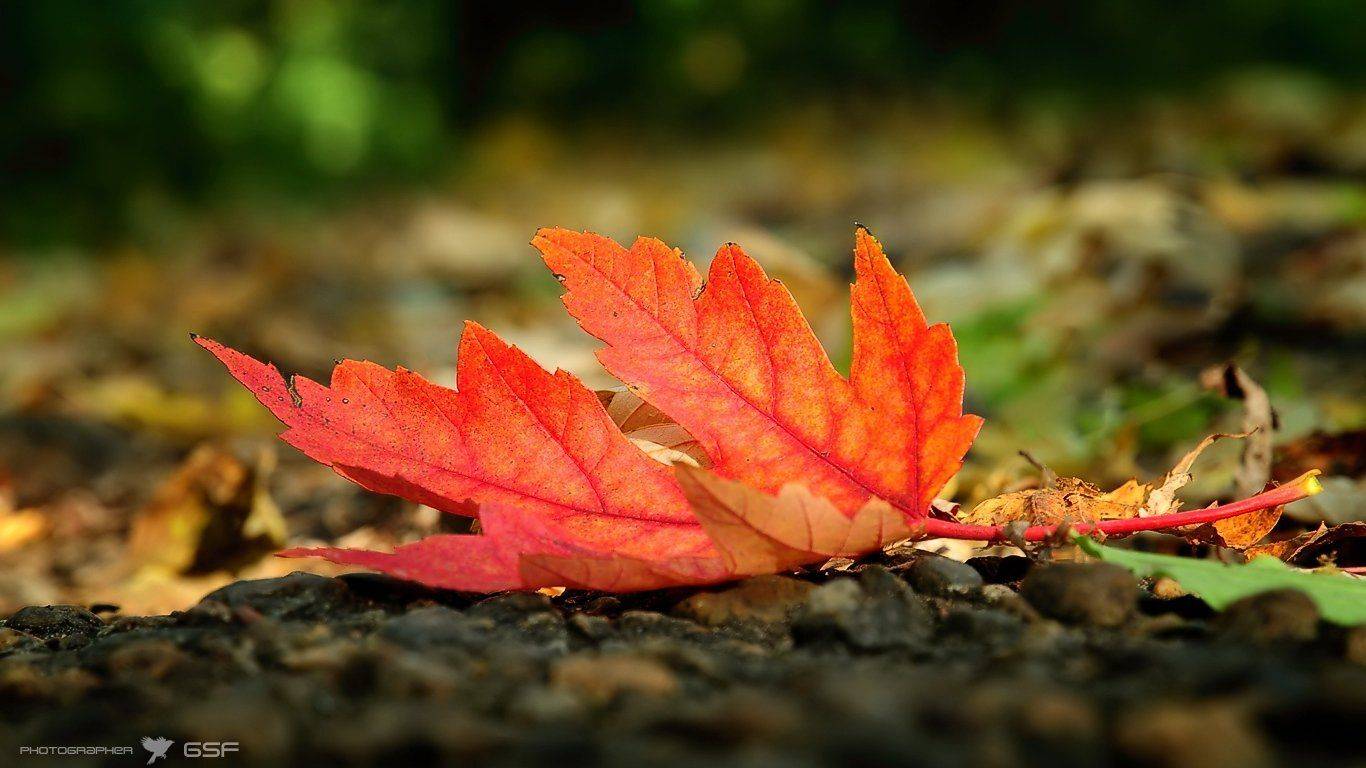 лист, кленовый, красный, тропинка, осень, природа, макро, Serj Master