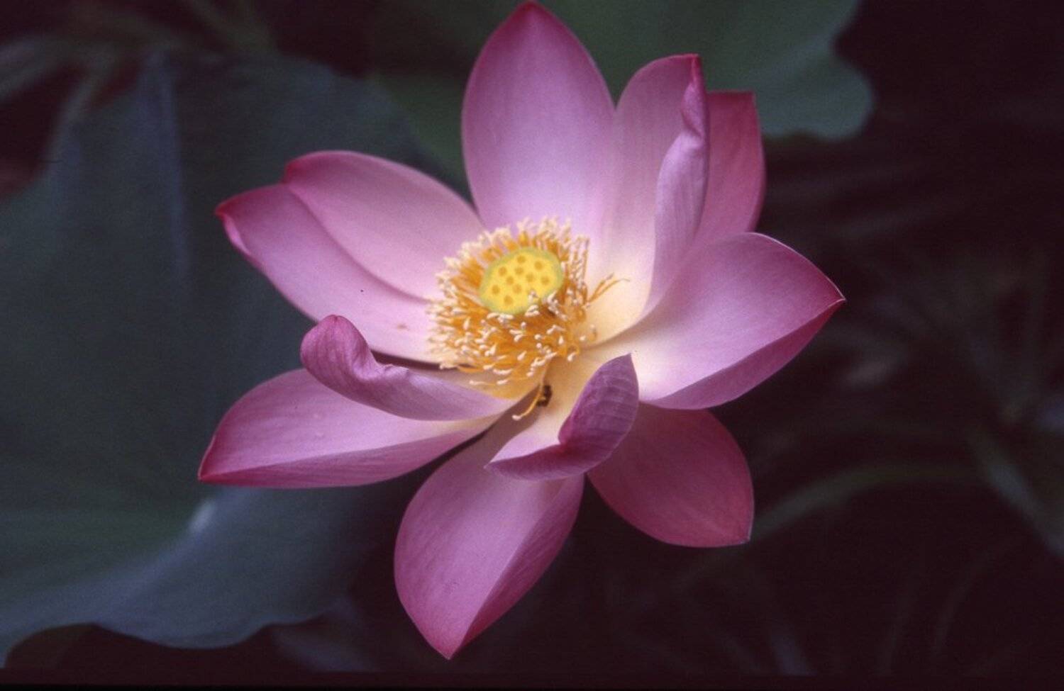 бали, плёнка, Кирилл