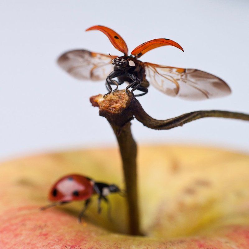 насекомые, макро, яблоки, божьи коровки Яблочный Спас фото превью