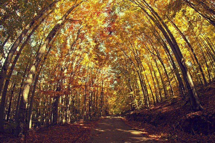 , Борислав Василев