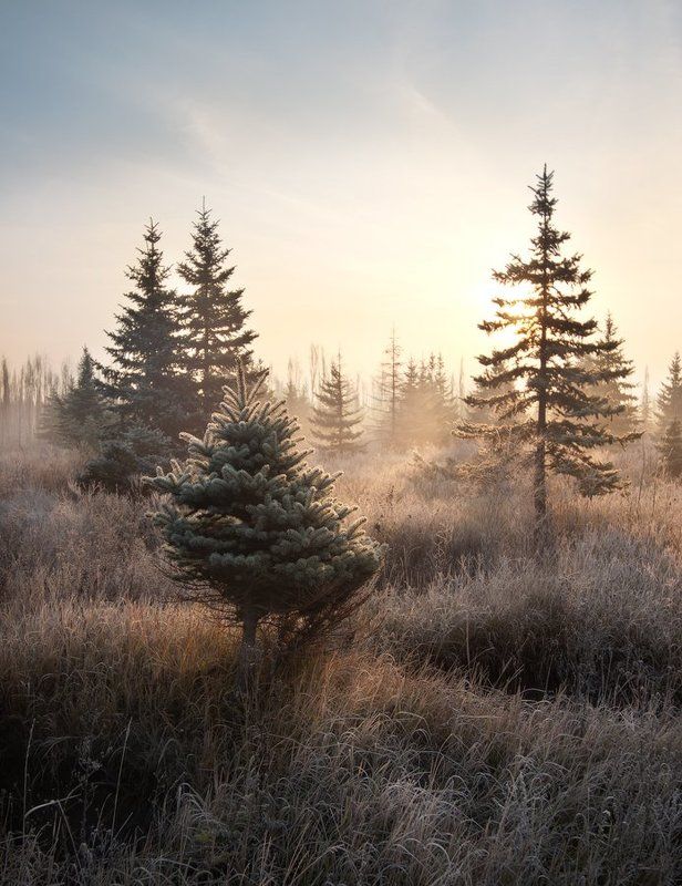 очередь фото превью