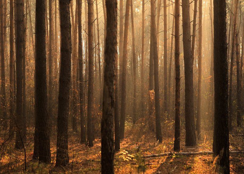 Утро в лесу... фото превью