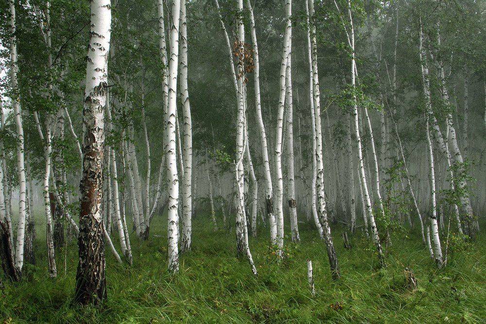 лето, берёзы, туман, Николай Морский