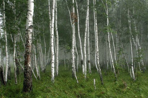 Зелёный шум