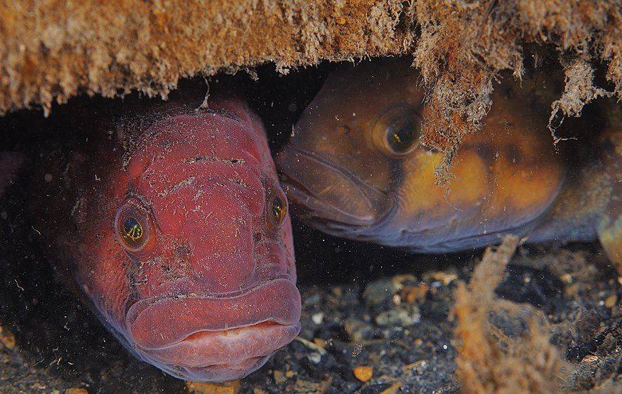 , Андрей Шпатак