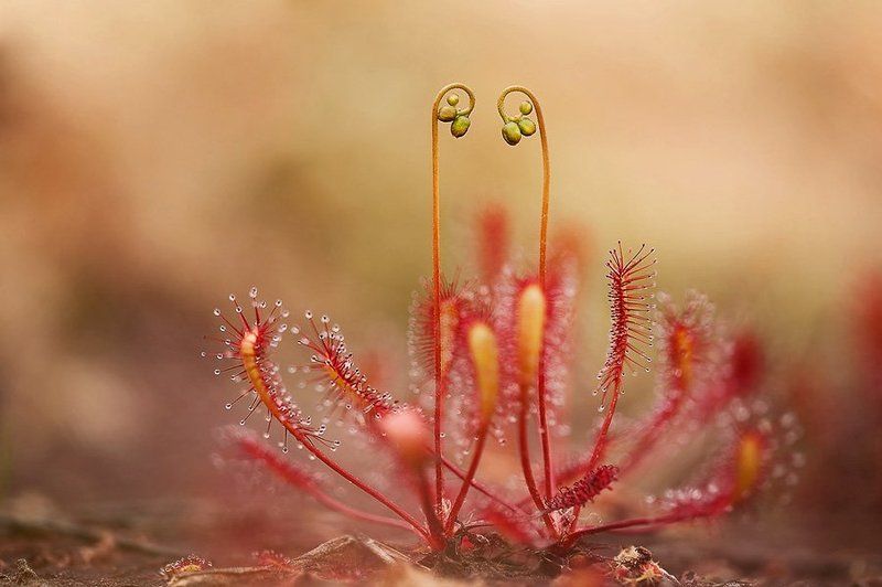 росянка, макропейзаж такая хищная любовь фото превью
