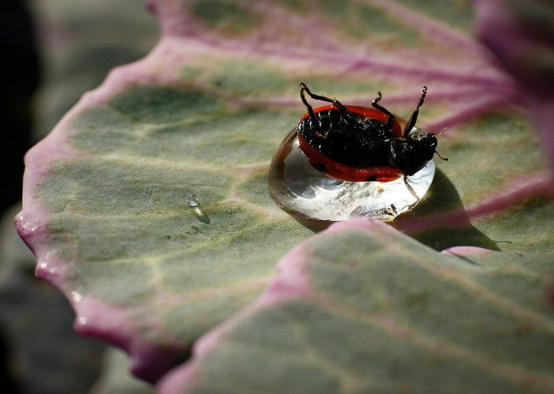 Водяной матрасик для коровы фото превью