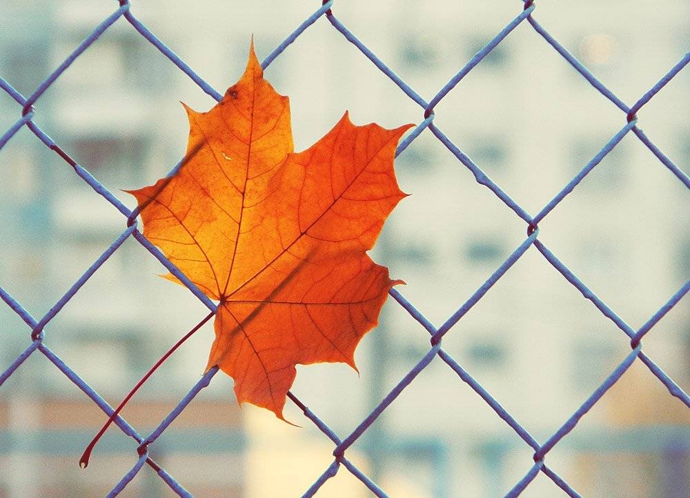 листик, решетка, осень, Юлия Володина