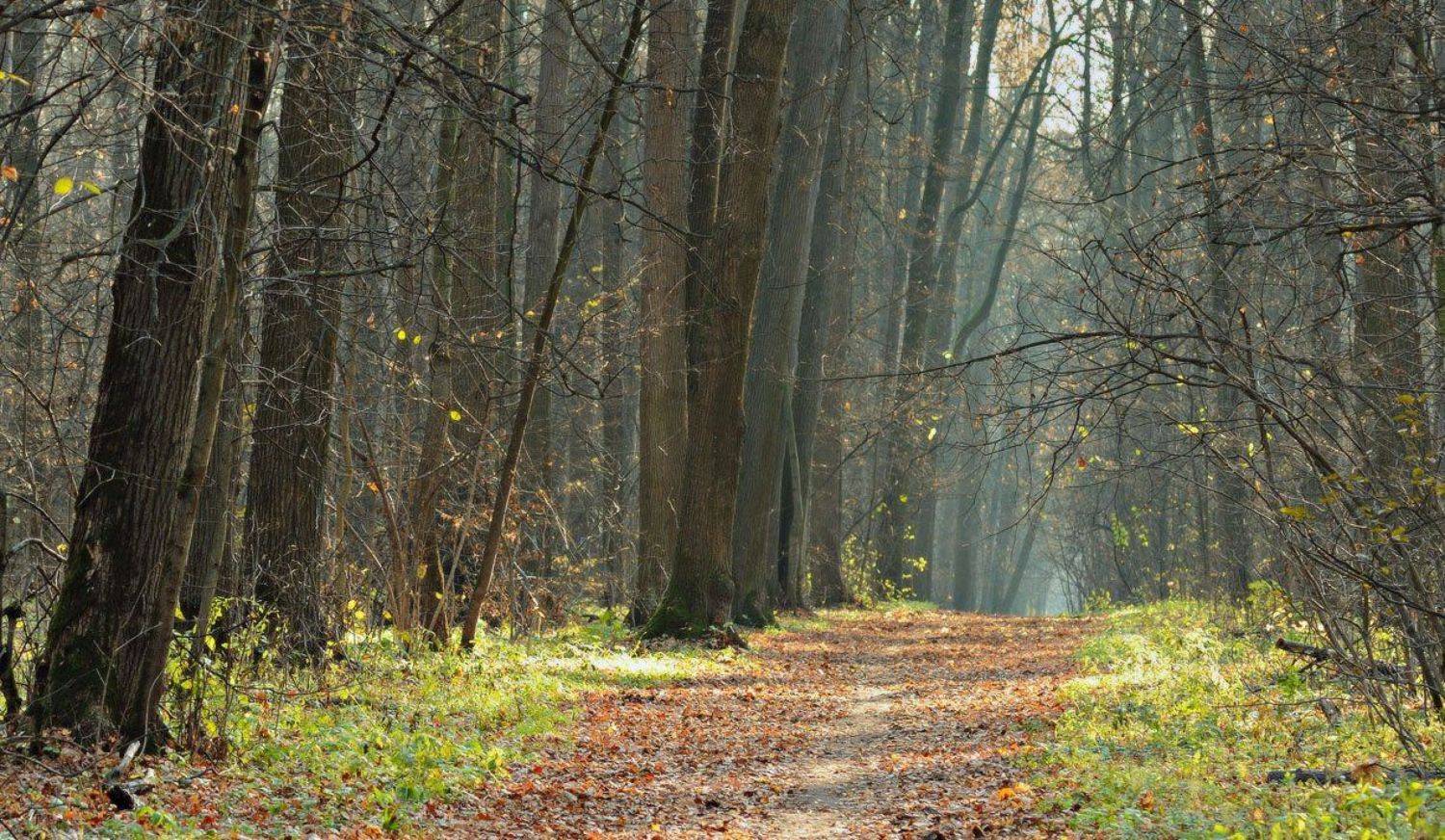 , Сергей Седов