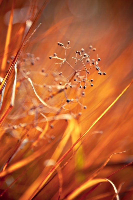 autumn, grass, sunset, bokeh, red, orange Fire grass фото превью