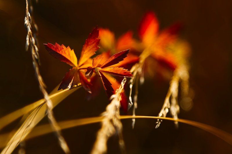 autumn, grass, sunset, bokeh, red, orange G620 фото превью