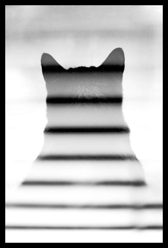 рада, кошка Полосатая фото превью