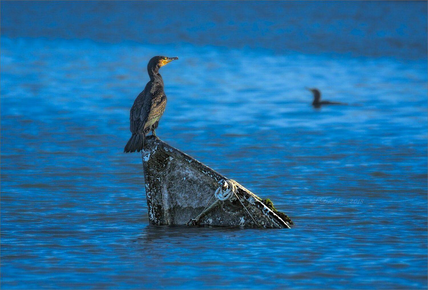 закат, вода, баклан, лодка, фауна, Sergey Drobkov
