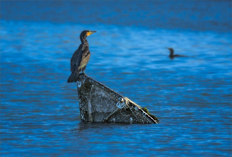 закат, вода, баклан, лодка, фауна Наслаждаясь последним лучом фото превью