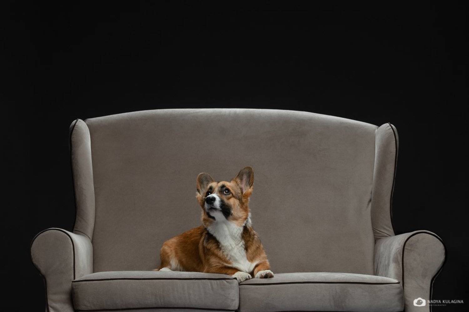 #animalphoto #dogphotography #bestphoto #welshcorgipembroke #dogportrait #portrait #dog #petphotography #pet_photography #studio #studio_pet_photography #studiopetphotography, Nadya Kulagina