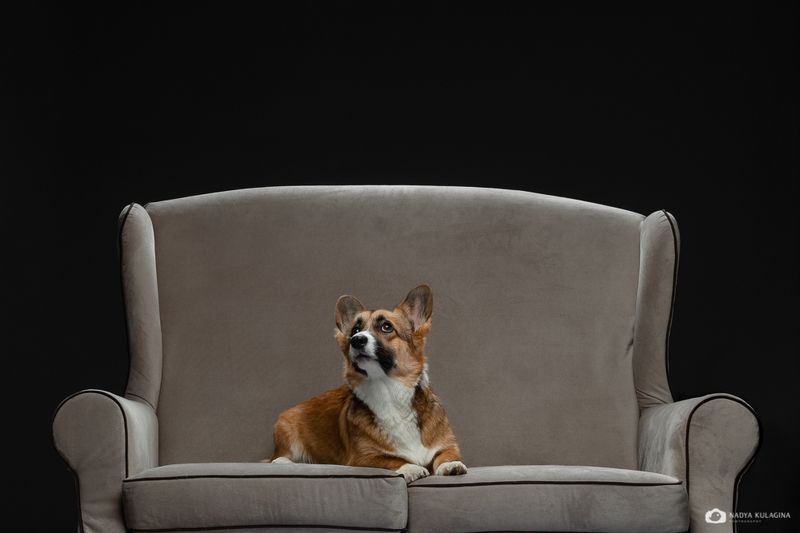 #animalphoto #dogphotography #bestphoto #welshcorgipembroke #dogportrait #portrait #dog #petphotography #pet_photography #studio #studio_pet_photography #studiopetphotography The King фото превью