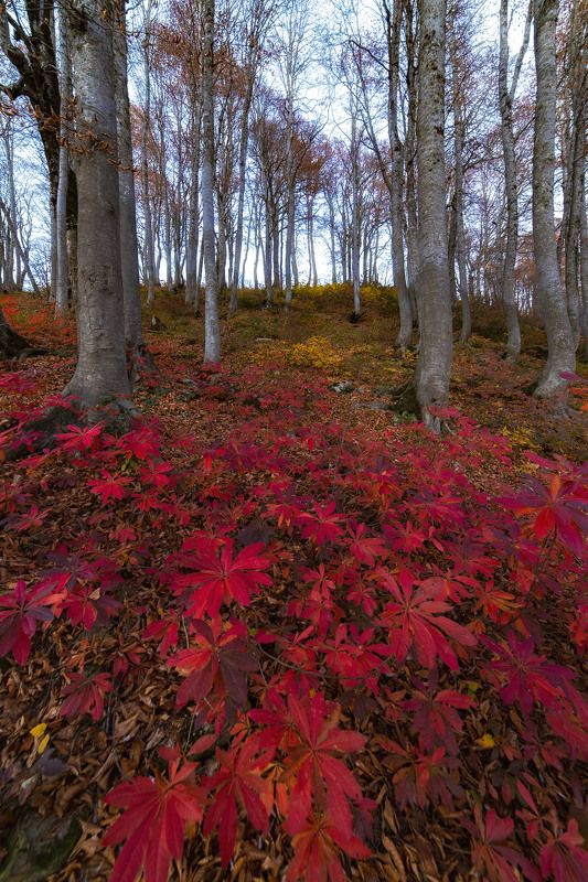 Листья,Осень, красные,сочи Ожидающие снега фото превью