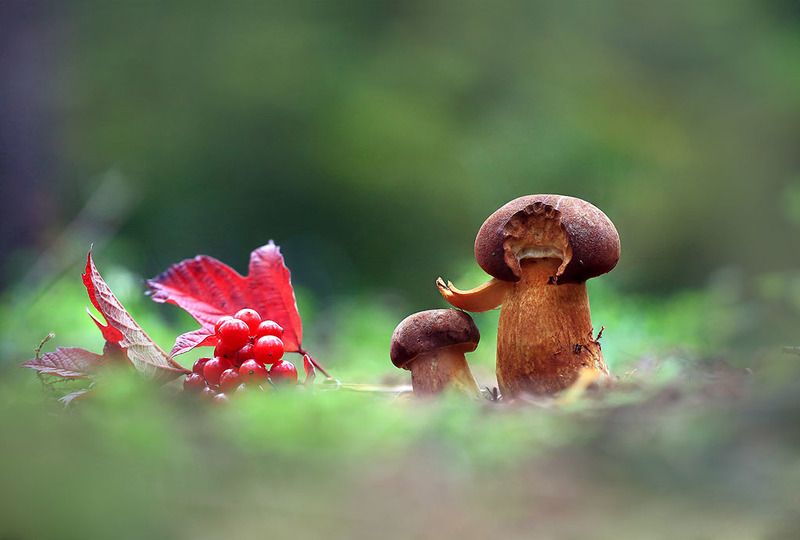 лес,осень,грибы,ягоды. Не бойся я с тобой. фото превью