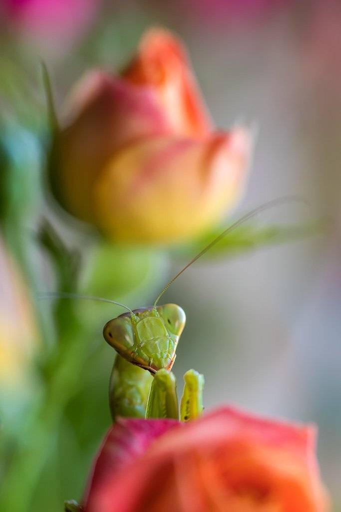 , Александр Земляной