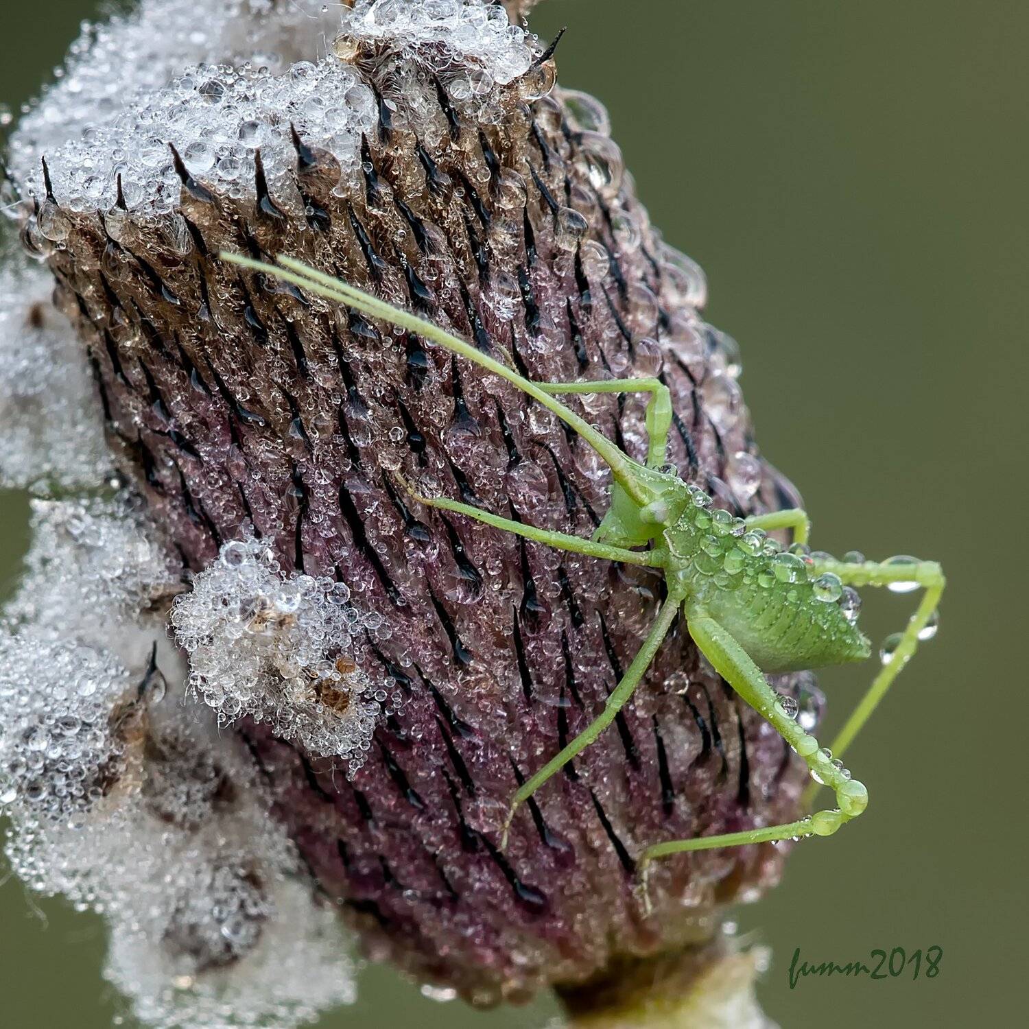 , Игорь ФУММ