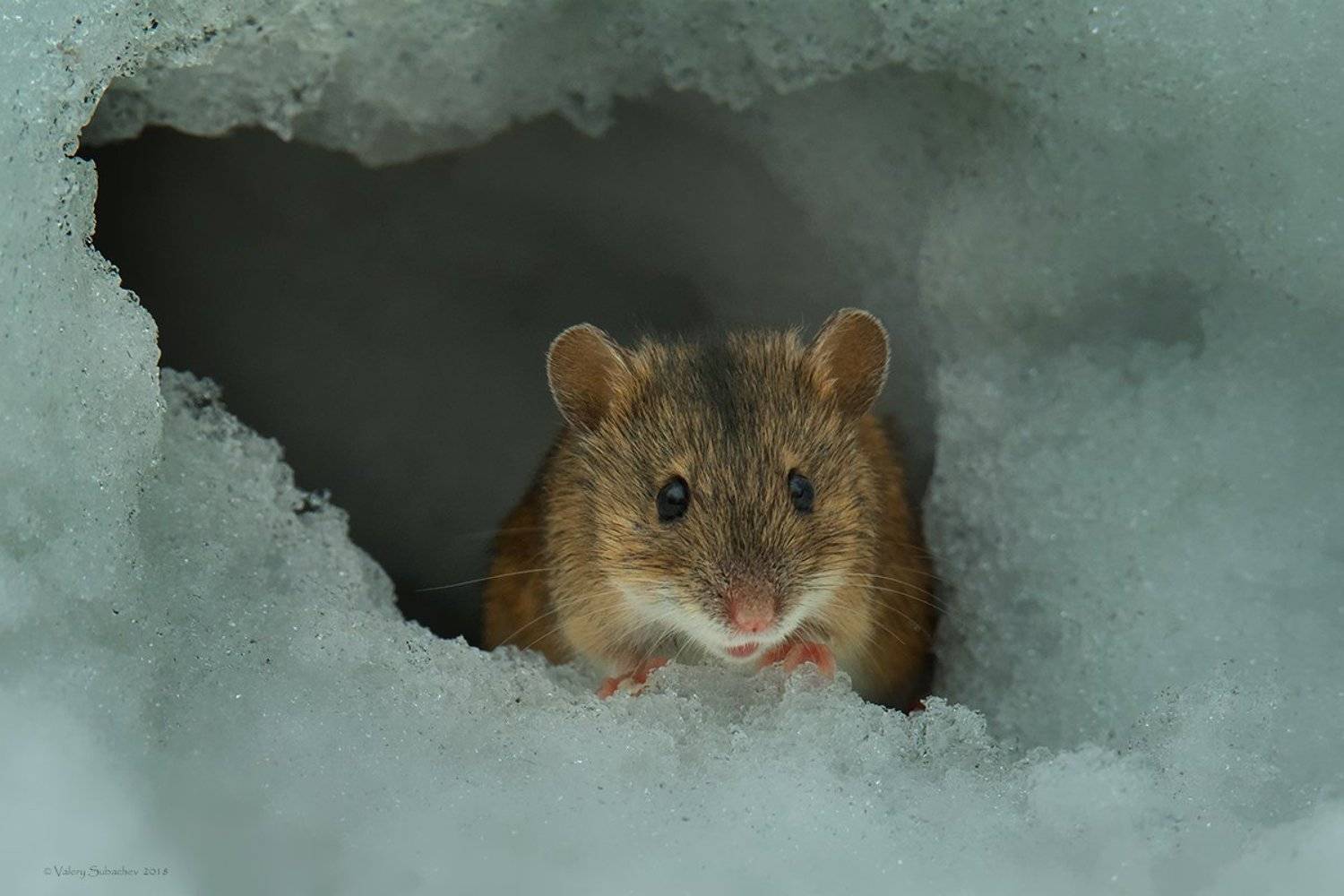 , Валерий Субачев