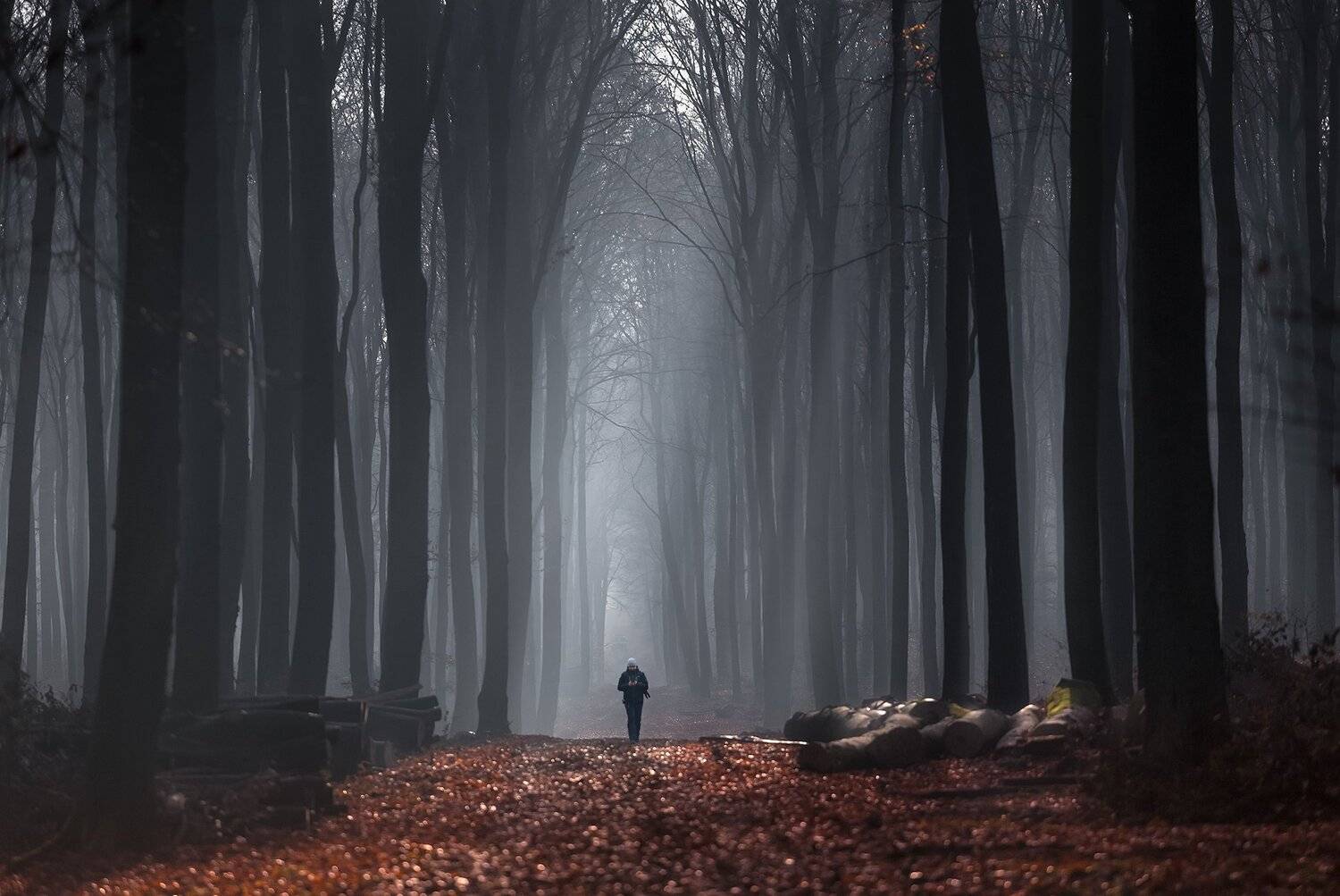 forest, cathedral, sunrise, fog, nature, road,, Pawel Olejniczak