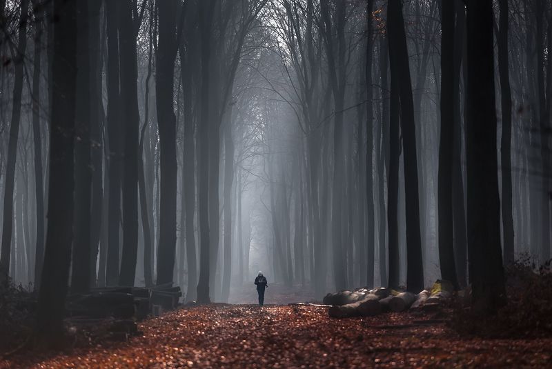 forest, cathedral, sunrise, fog, nature, road, Follow me to the Forest Cathedral фото превью