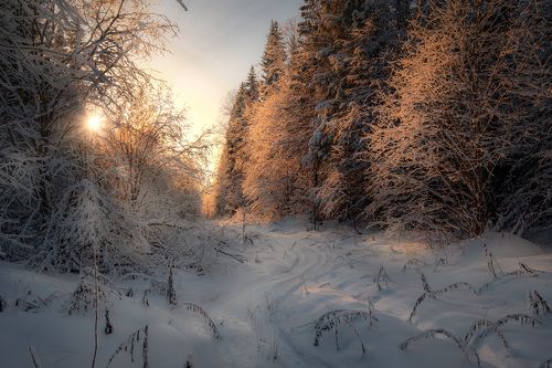 Дорога в лесу