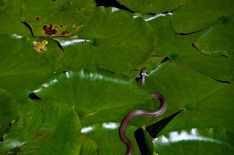 Охота фото превью