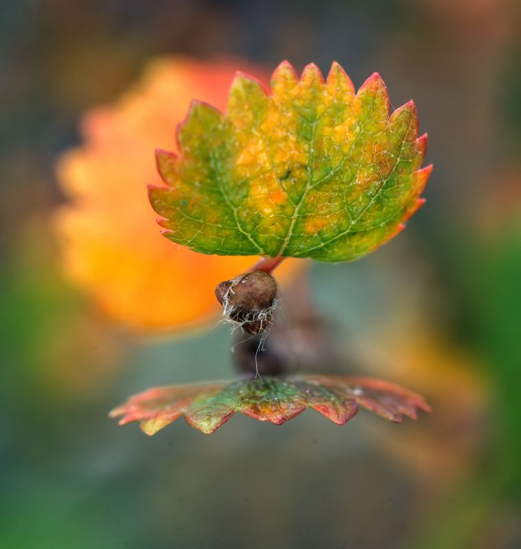 Карликовая берёзка. фото превью