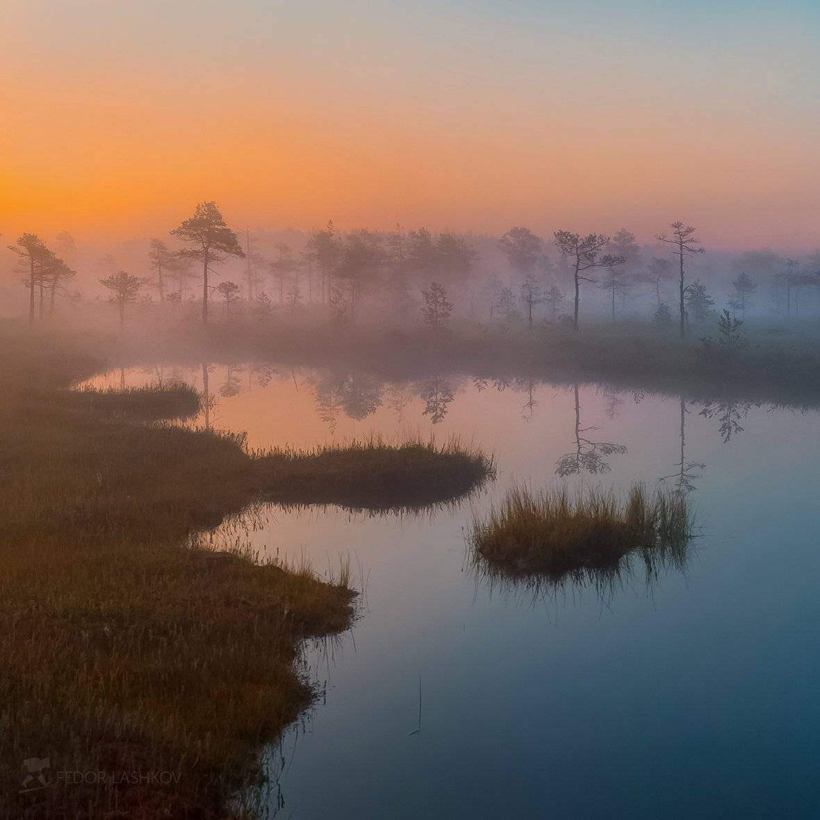 фототур, ленинградская область, деревья, сосна, болото, рассвет, туман, отражение, покой, озеро, заря, лето, небо,, Лашков Фёдор