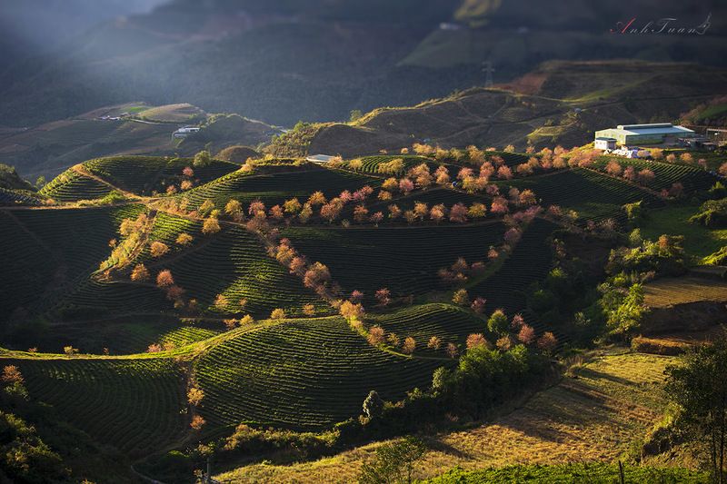 Hill Tea O Long - Sapa - Viet Nam фото превью