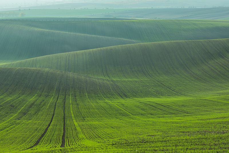 моравия, чехия, озимые, поля, зеленый, осень Зеленые волны фото превью