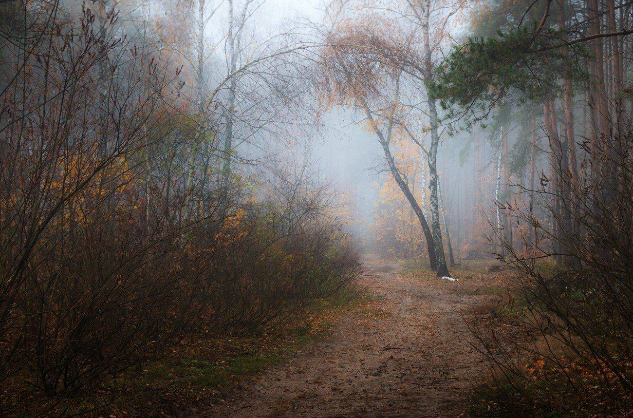 лес, осень, ноябрь, туман, Галанзовская Оксана