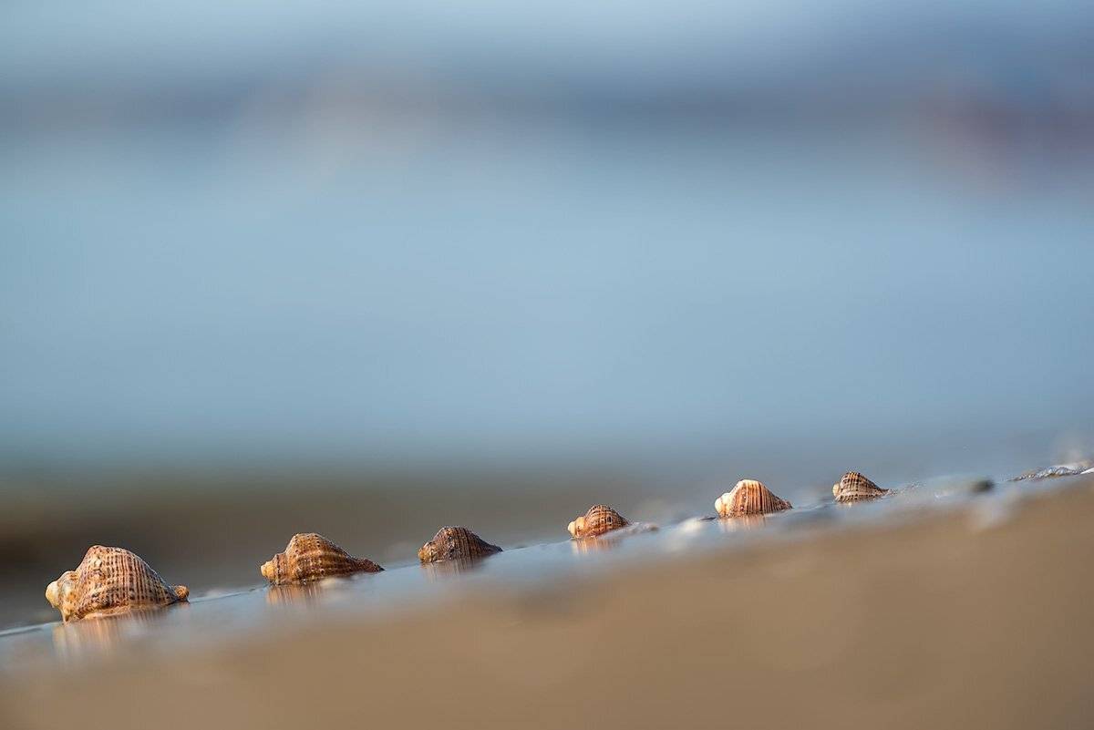 , Александр Земляной