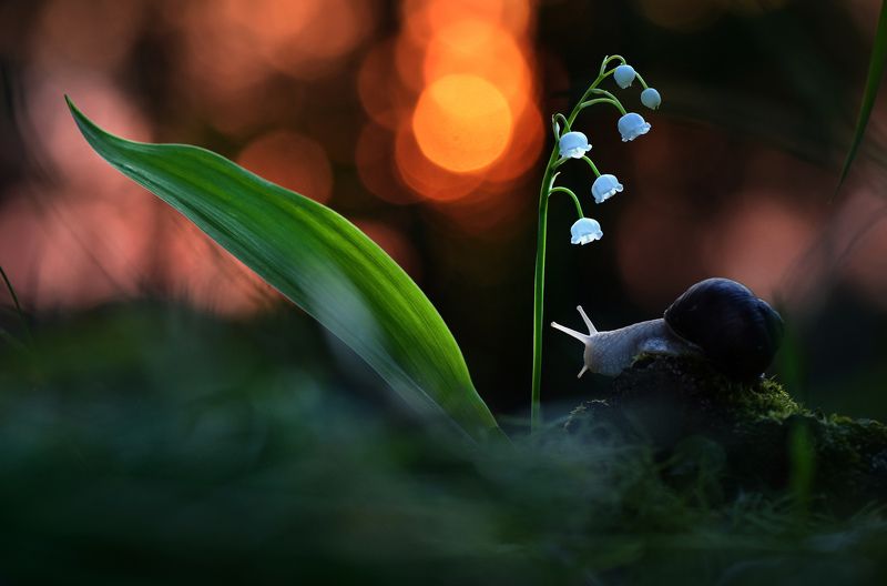 ... фото превью