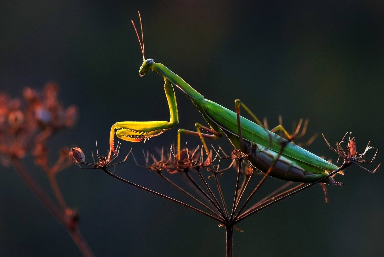 , Макеев Алексей