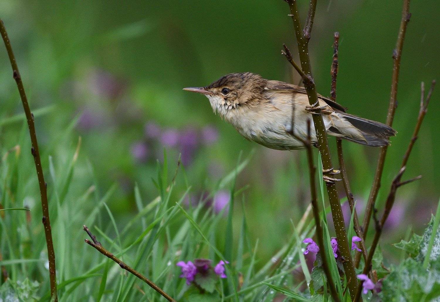 bird, birds, wings, feathers, flight, warbler, reed, green, grass, Димитър Русев
