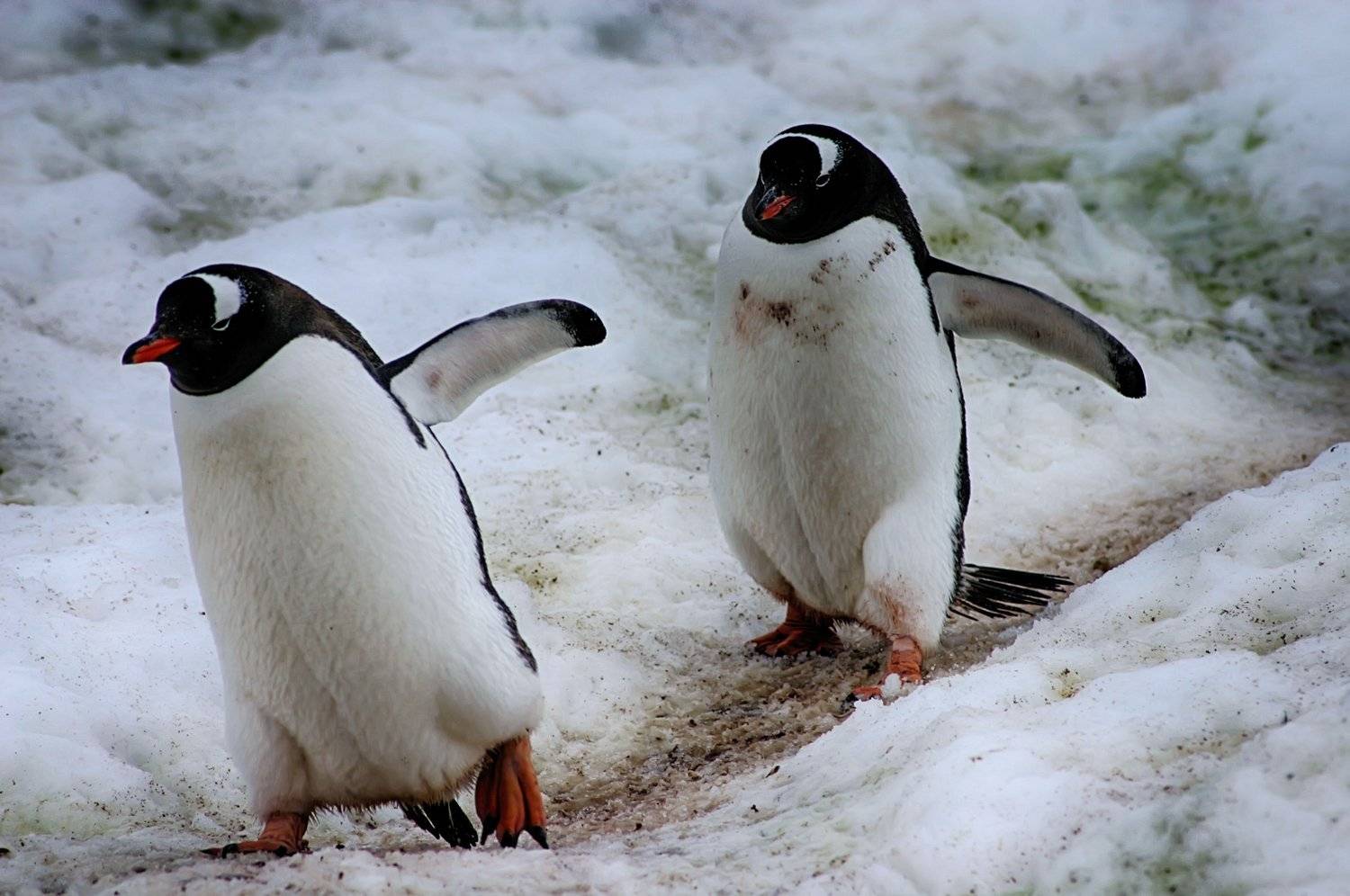 , Николай Шелепов