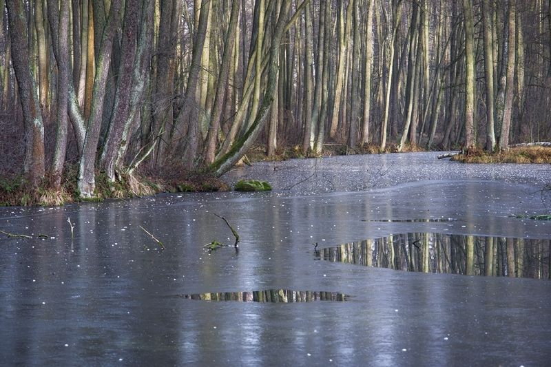 Rezerwat Niebieskie Źródła 2 фото превью