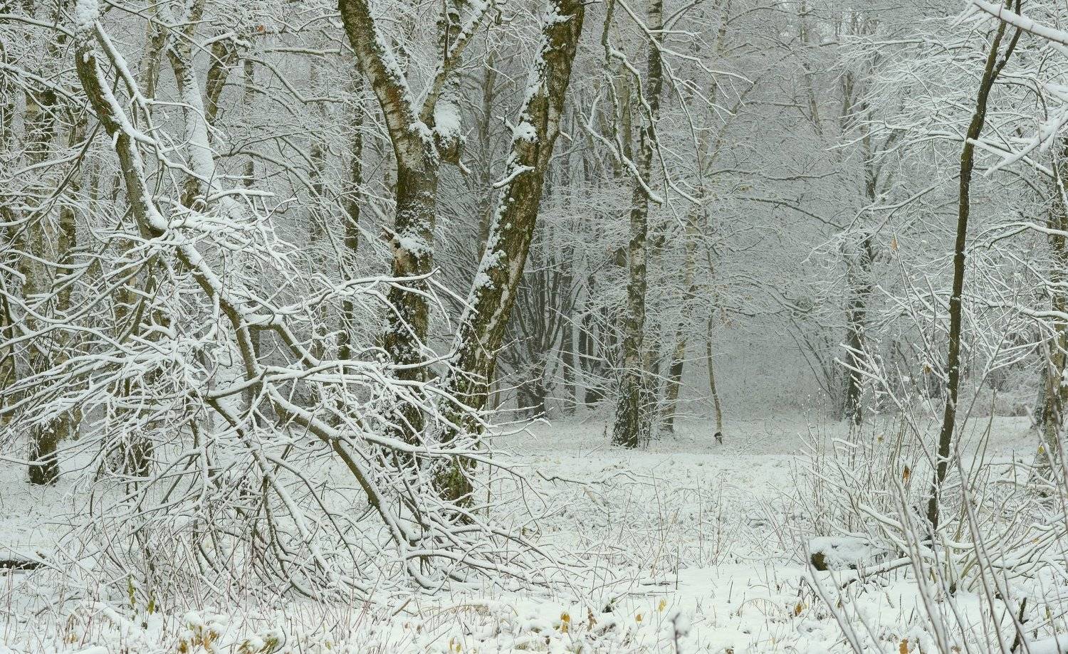 зима лес снег, Александр Жарников