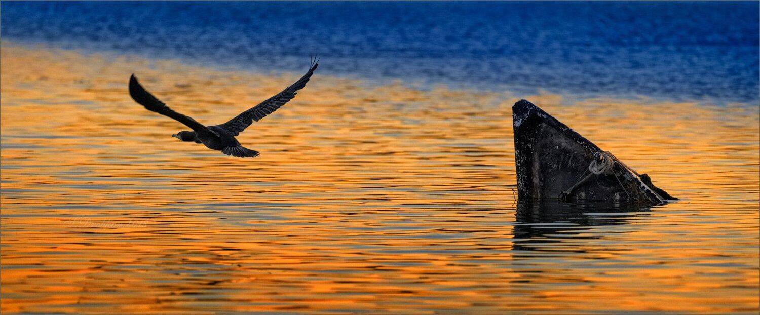 вода, баклан, закат, лодка, Sergey Drobkov