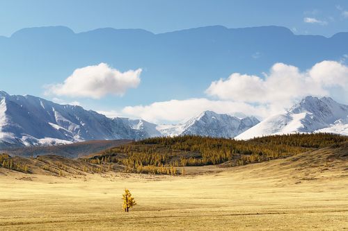 Курай днем