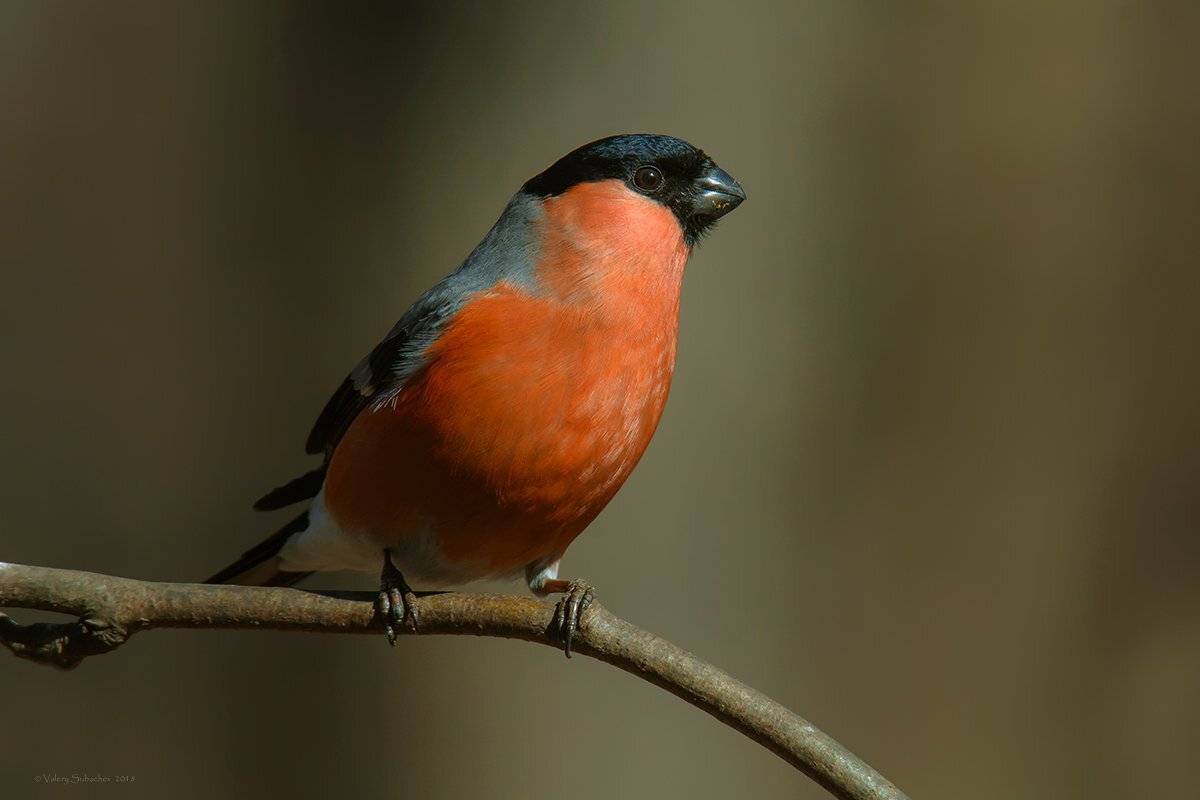 , Валерий Субачев