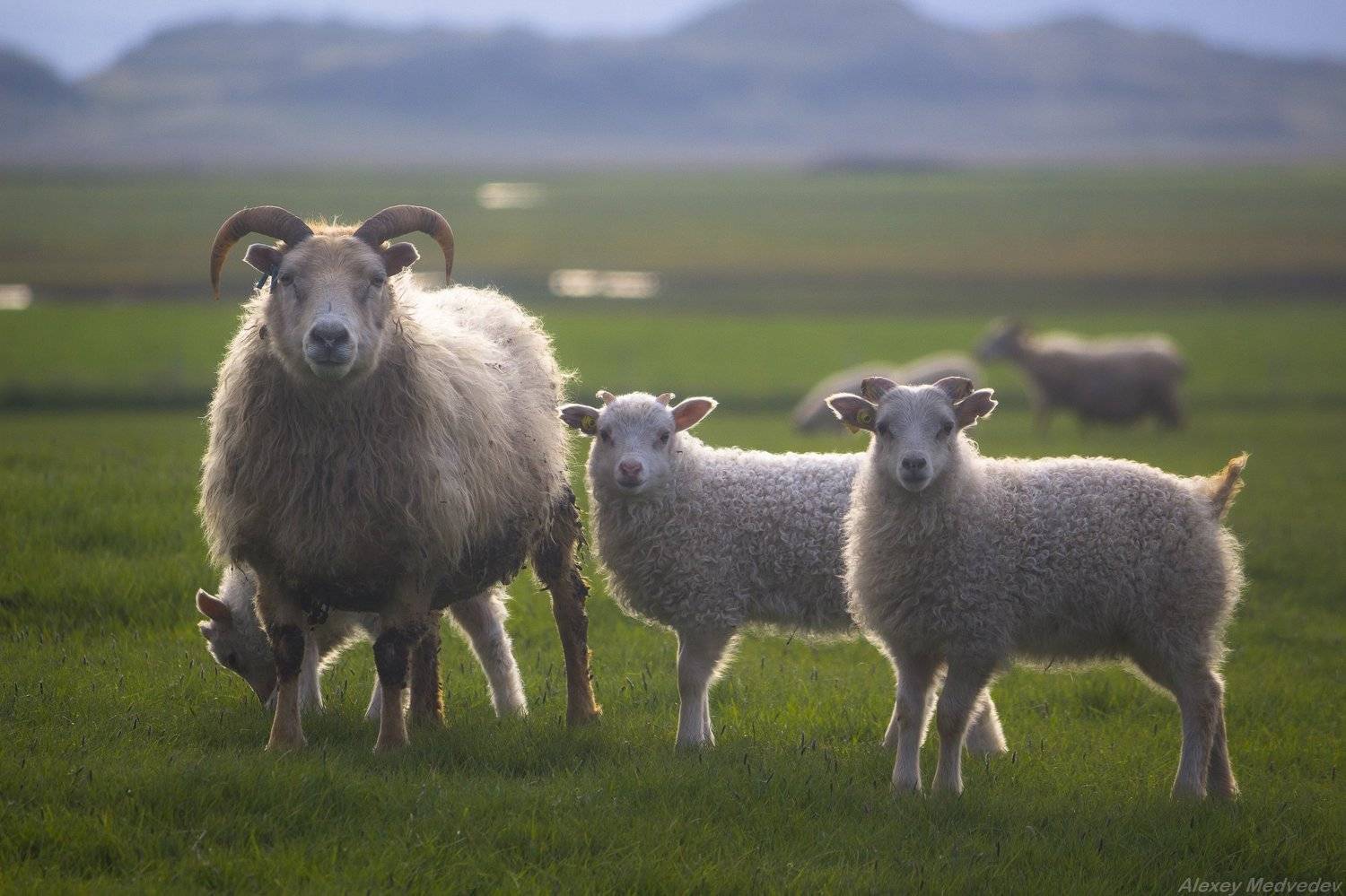 исландия, овцы, животные, Алексей Медведев