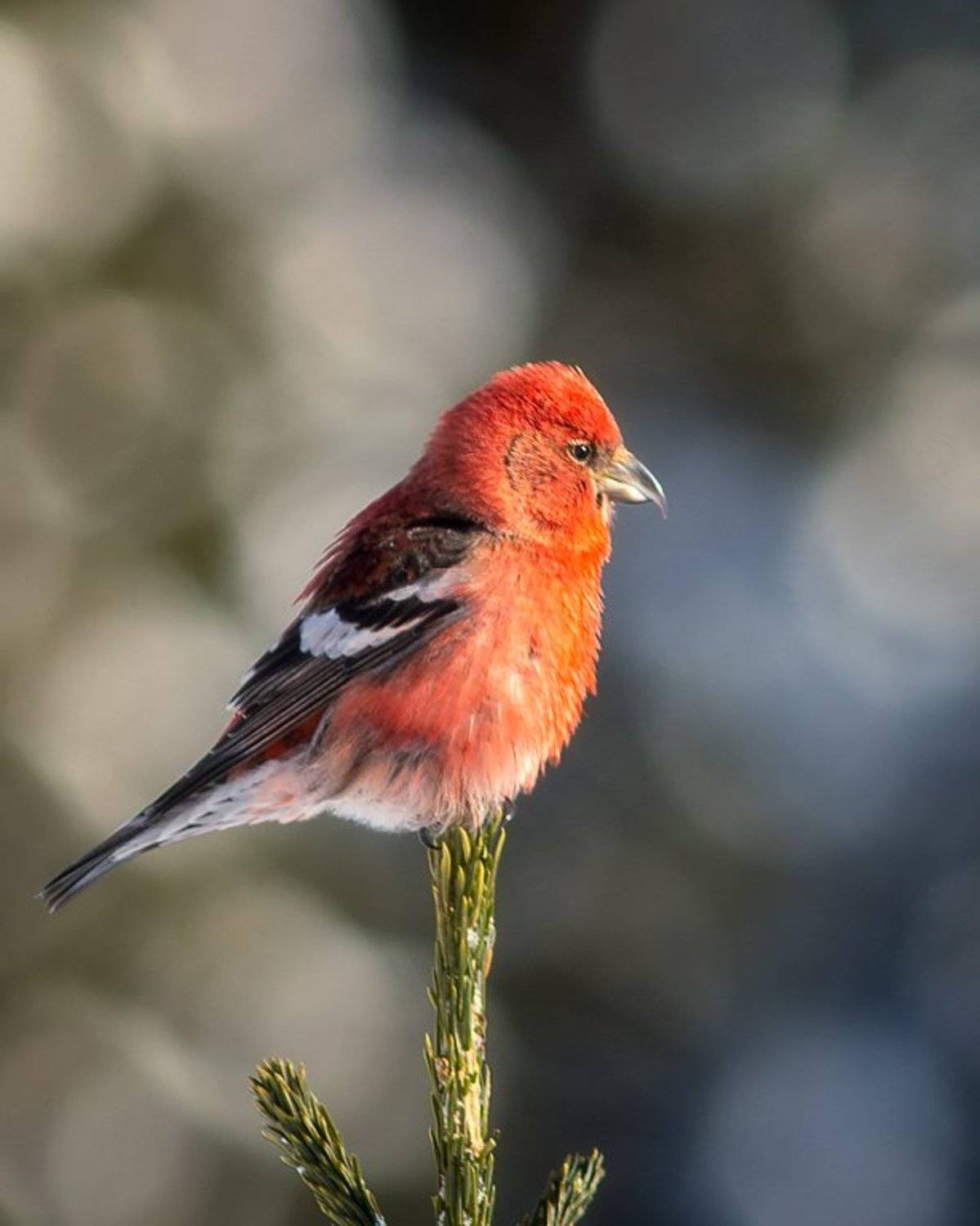 клёст,печора,коми.зима,птицы,анималистика,север,klest, pechora, komi.winter, birds, animalism, north, Игорь Триер