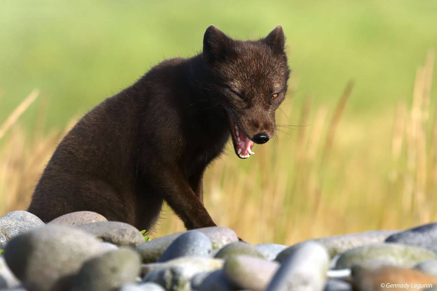 fox commander, командорский песец, arctic fox, песец, the commander islands, командорские острова, Геннадий Лагунин