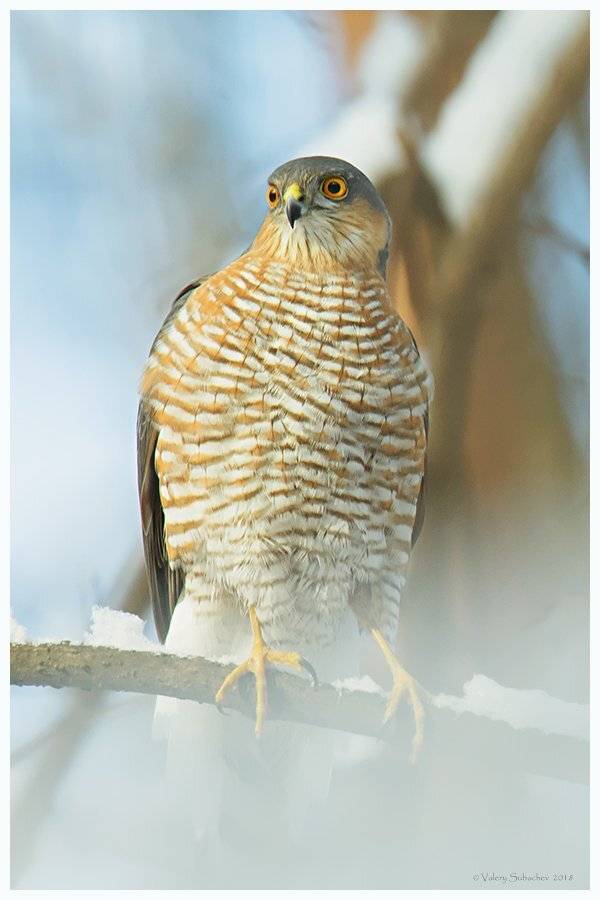 , Валерий Субачев