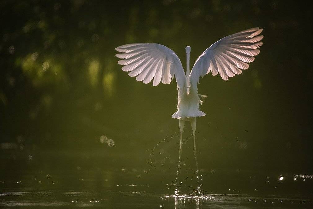 , Вячеслав Мищенко
